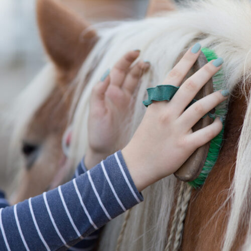 Jewish Recovery Center - Equine Therapy